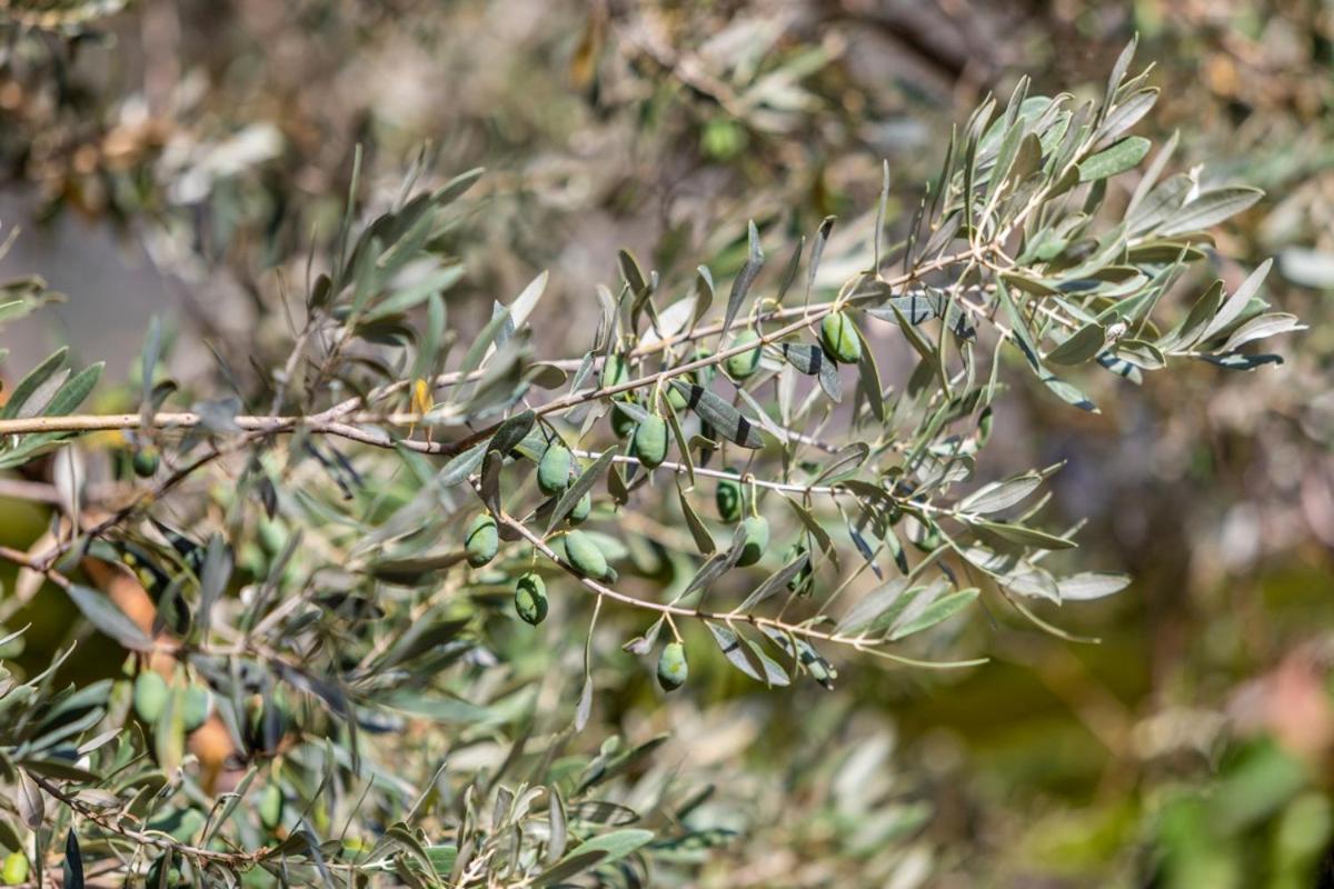 Finca Rural Es Pujol Sóller Kültér fotó