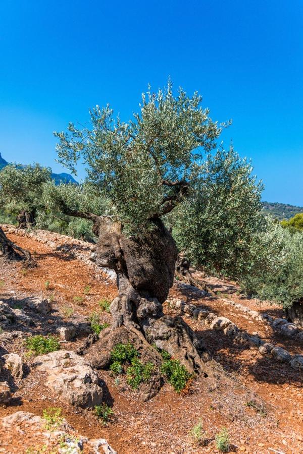 Finca Rural Es Pujol Sóller Kültér fotó